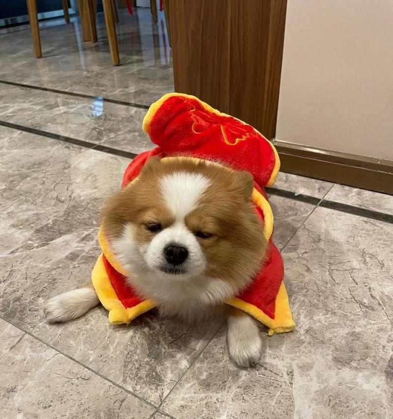 狗趴下的意义与作用（探索狗趴下行为的原因与心理）