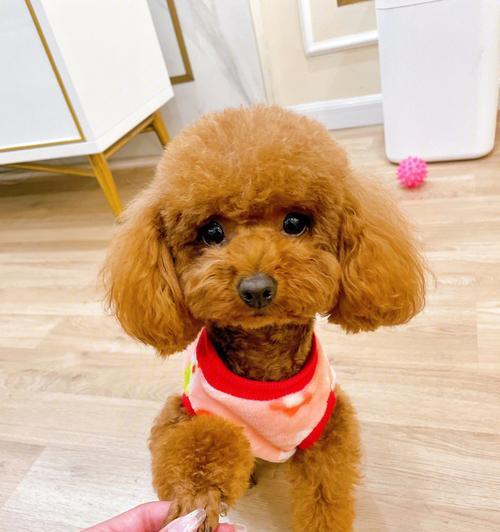 泰迪犬（了解泰迪犬，探寻它的魅力所在）