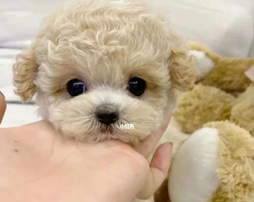 探索永远的小狗（探索小狗世界中的不老传说，为何有些品种永远保持着幼犬的外貌）