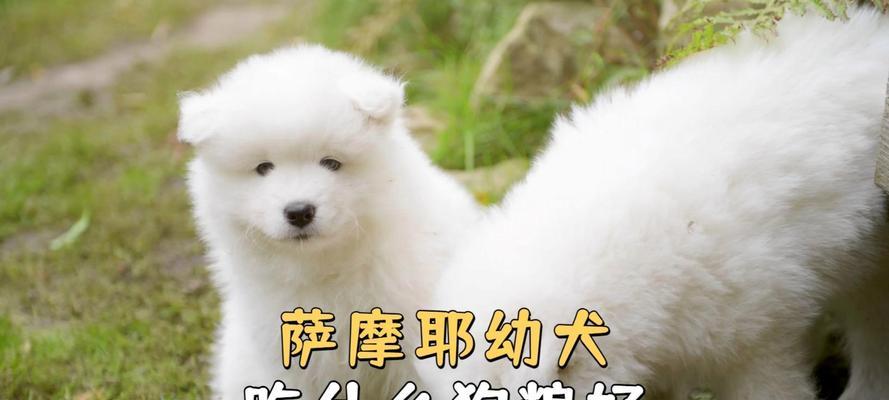 如何选择适合萨摩耶狗狗的狗粮（了解萨摩耶狗的营养需求以及选购注意事项）