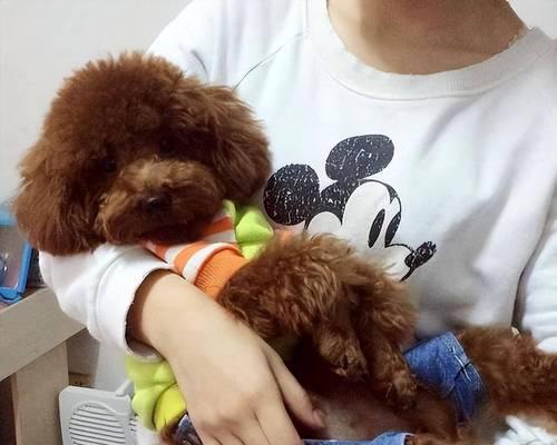 小母泰迪的腿蹭行为解析（探究小母泰迪喜欢蹭腿的原因和行为特点）