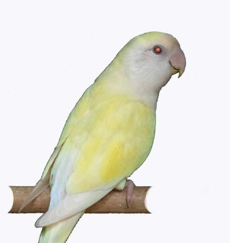 红牡丹鹦鹉——绽放在生活中的花朵（红牡丹鹦鹉的独特之处与合适的名字选择）