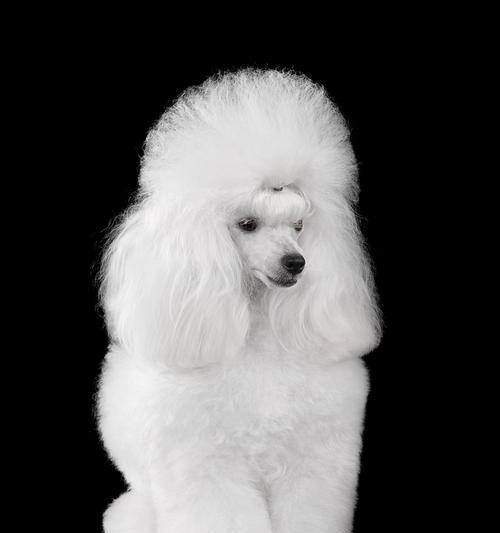 以泰迪和哪种狗狗搭配，更加可爱呢？（探讨泰迪与其他狗狗的绝佳搭配，为你选择理想伴侣提供建议）