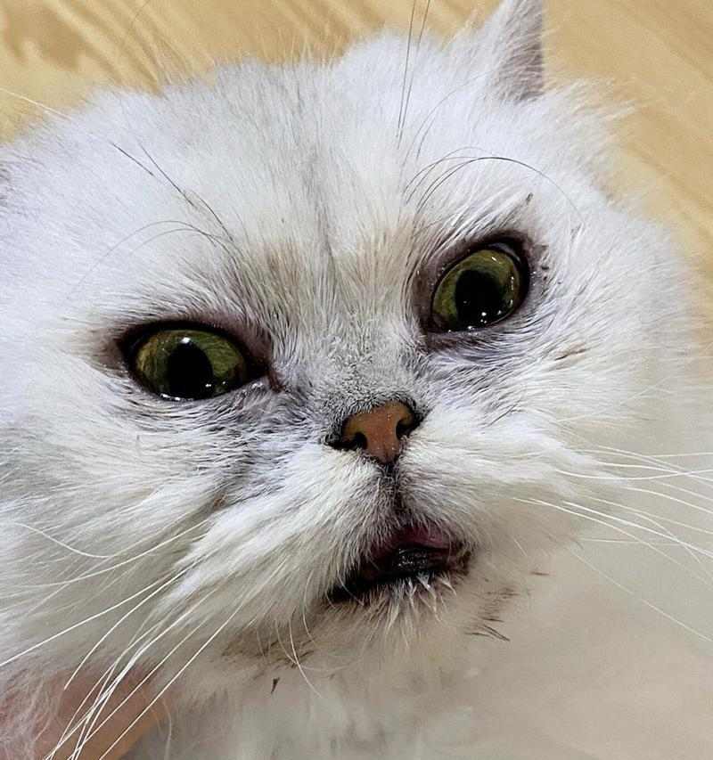 猫眼皮有白色物质？原因和处理方法详解（揭秘猫眼皮白色物质的成因，教你如何妥善处理）