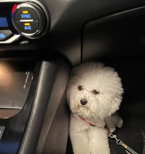 为什么狗喜欢坐门口？（探究狗喜欢坐门口的原因及其背后的心理需求）