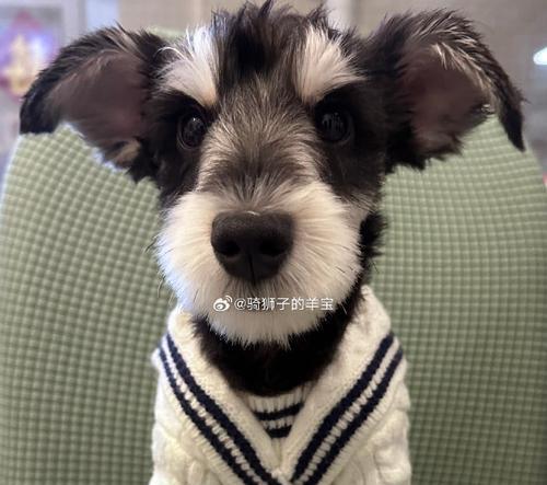 小狗为什么会有六个脚趾？（探索小狗六个脚趾的奥秘）