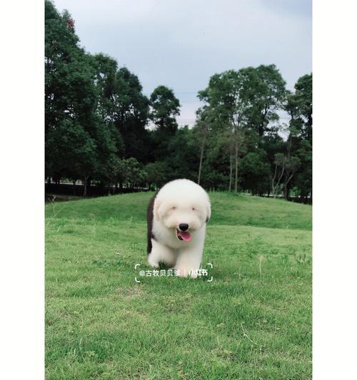 以古牧与犬杂交（探索以古牧与其他犬种杂交的迷人之处）