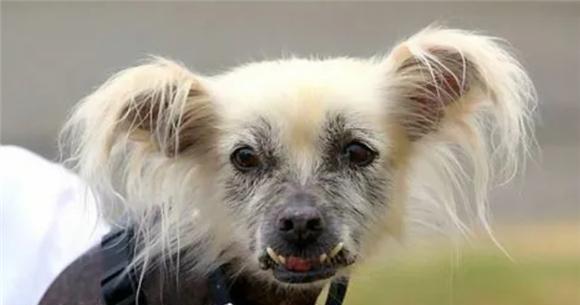沙皮狗的饮食指南（沙皮狗饮食健康全攻略，让你的毛孩拥有健康饮食）