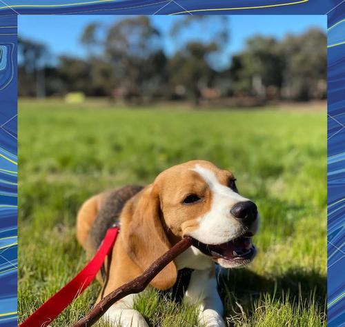 比格犬训练的最佳时机是哪个阶段？（探究比格犬训练的黄金时期）