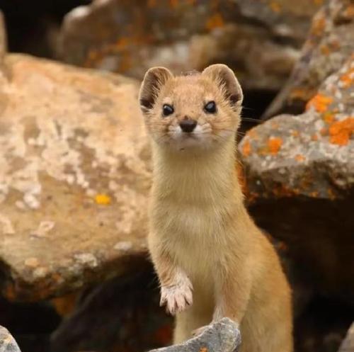 动物实验中以活体取香腺的种类及影响（揭开活体取香腺的伦理边界与科学进展）