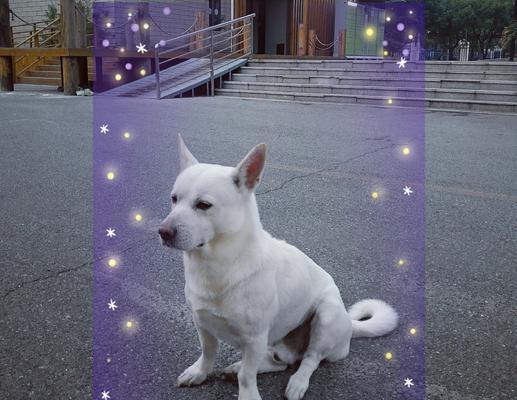 白色狗狗的纯洁之美（五种令人心动的白色狗狗及其独特魅力）