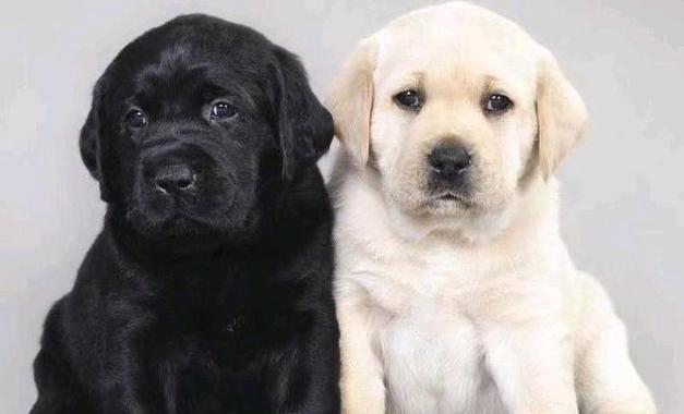 拉布拉多（探究拉布拉多成为热门宠物的原因及其完美特质）