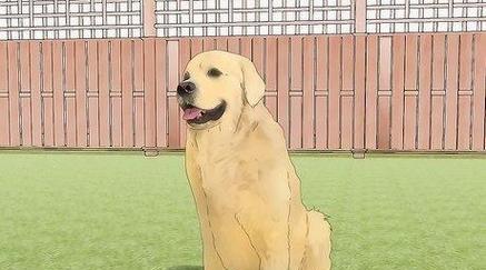 拉布拉多犬的理想体重及肥胖和消瘦问题解决方法（健康饲养拉布拉多犬的关键）