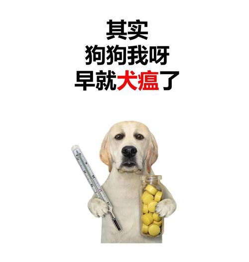 探讨狗的犬瘟潜伏期（犬瘟潜伏期长短揭秘！掌握关键信息保护你的爱犬健康）