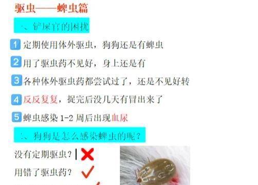 狗狗被蜱虫咬后的危害——保护你的宠物免受蜱虫侵害（了解狗狗被蜱虫咬后的风险，提前预防和处理）