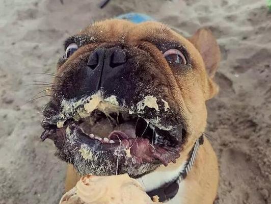 斗牛掉毛严重的几大常见原因（了解斗牛掉毛的原因，让你的宠物更健康）