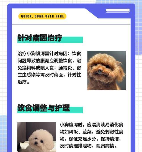 小狗拉肚子多久能好？（了解小狗拉肚子的症状、原因和治疗方法）