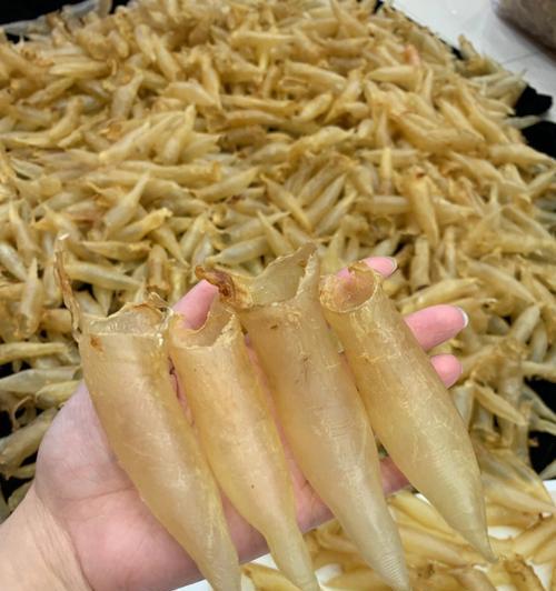 食用蜘蛛的好处（探究蜘蛛的营养价值和健康益处）