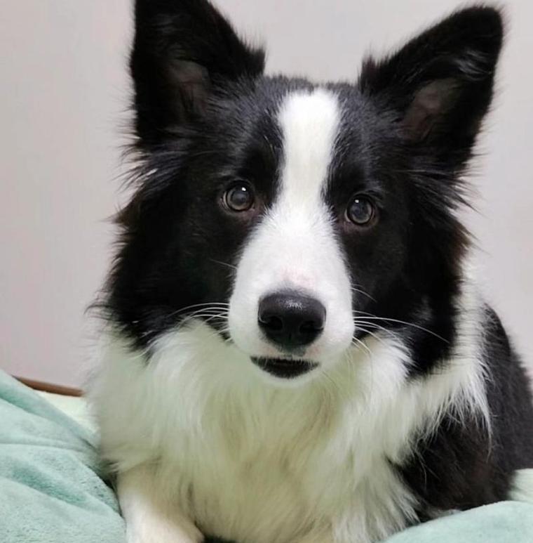 挑选经济实惠又适合养的狗狗品种（5大最便宜的品种，第一种最遭嫌弃！）