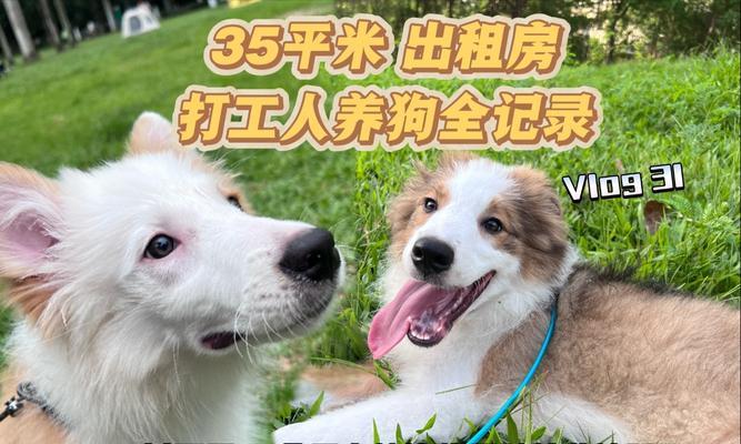 宠物店中不能接的狗的种类（了解宠物店所不能接的狗的种类及原因）