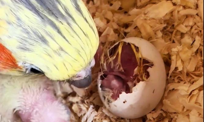 初学者指南（从雏鸟到成长的陪伴，你需要知道的关键点）