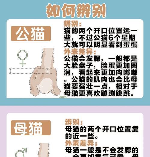 母猫剃毛后的毛发生长时间及注意事项（了解猫咪剃毛后毛发生长周期，让你的毛球宝贝恢复美丽）