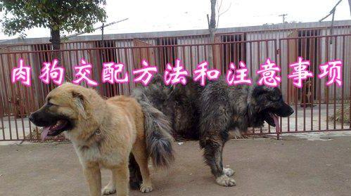 狗的繁殖过程（揭秘狗繁殖周期及关键因素）