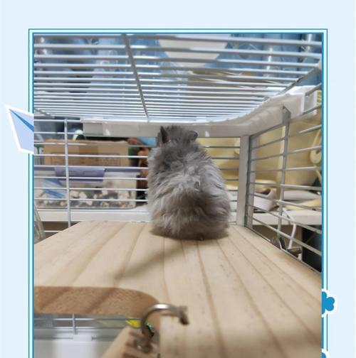 夏日高温，仓鼠中暑怎么办？（仓鼠中暑的原因及预防措施）