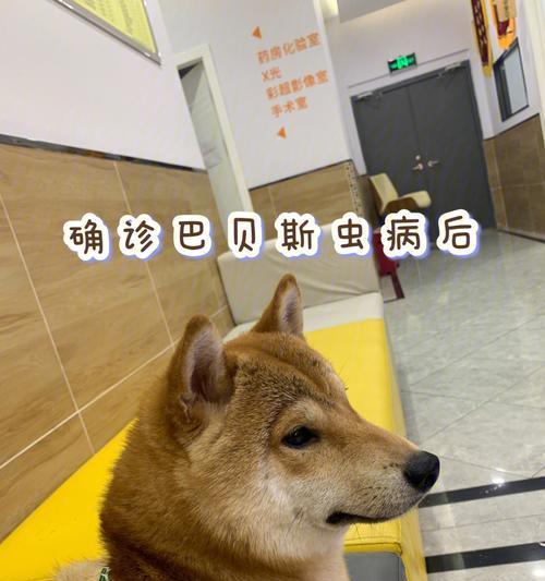 焦虫病恢复时间及关键因素分析（焦虫病恢复周期长短与预防方法探讨）