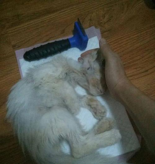 猫的尸体会在多长时间内变硬？（探究猫尸体变硬的过程和时间，揭秘背后的生物学原理）