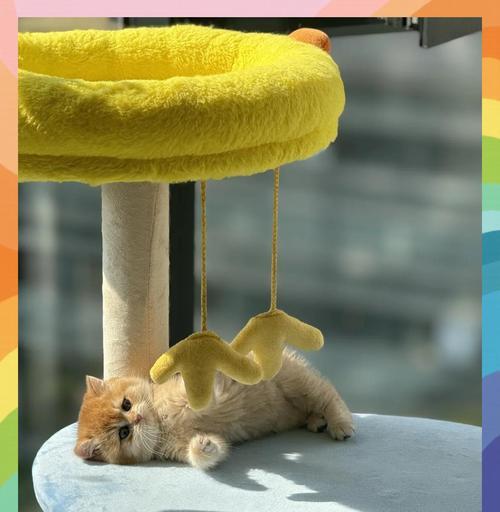 猫儿拉稀，需要持续关注多久？（解决猫儿拉稀问题的关键在于耐心和细心）