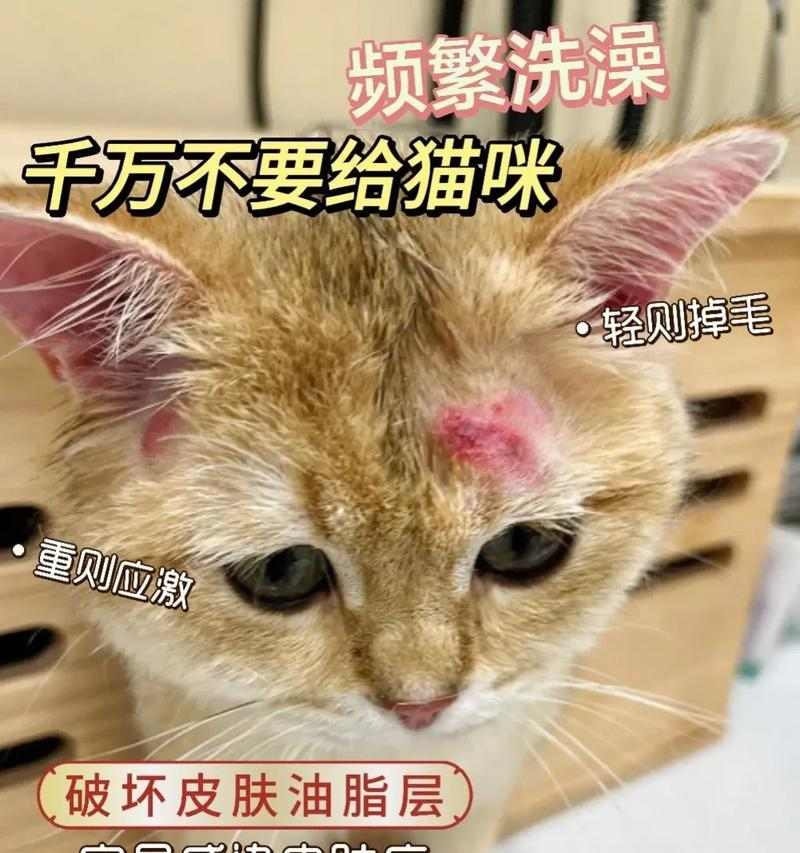 如何处理猫毛脱落问题（猫毛脱落周期及应对措施）