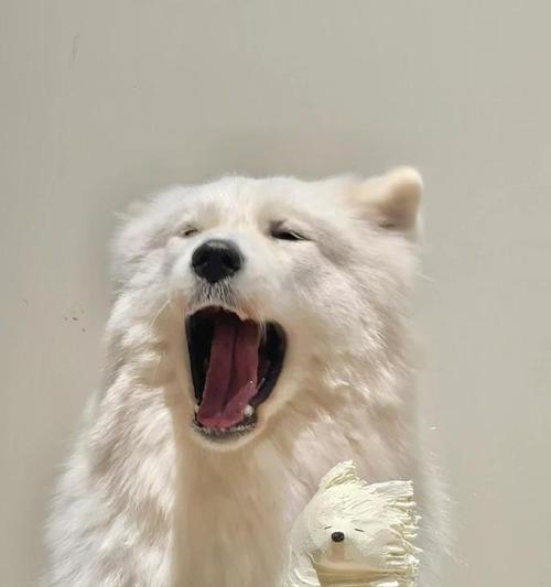 萨摩耶拒食训练（以萨摩耶学会三点拒食方法，守护它的健康。）