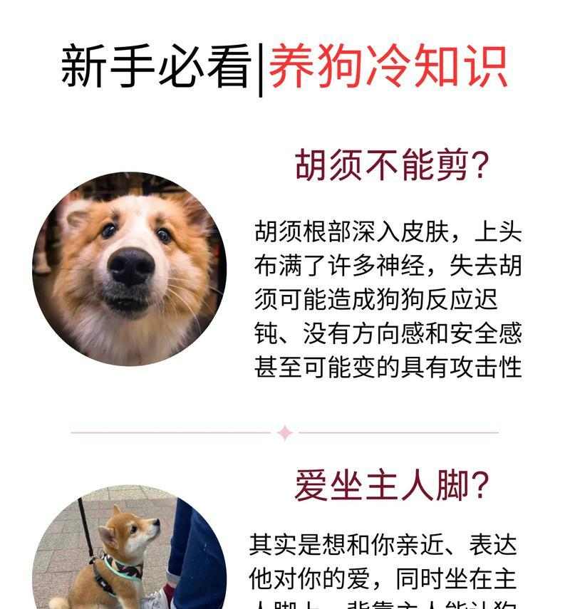 狗狗喷皮肤药水舔食时间问题解析（解答狗狗喷皮肤药水舔食的关键问题）