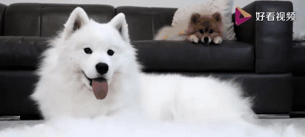 萨摩耶掉毛周期及掉毛原因解析（探究萨摩耶掉毛周期，了解掉毛原因和掉毛预防方法）